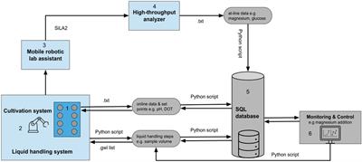 Automated Bioprocess Feedback Operation in a High-Throughput Facility via the Integration of a Mobile Robotic Lab Assistant